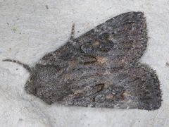 Aseptis fumosa