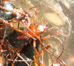 Brachinus alexandri