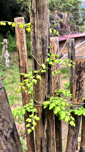 Lygodium microphyllum
