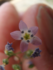 Gilia stellata