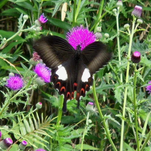 Papilio helenus nicconicolens