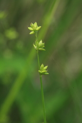 Carex loliacea