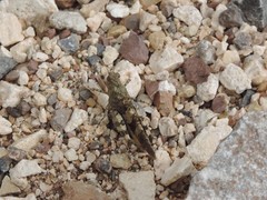 Oedipoda germanica