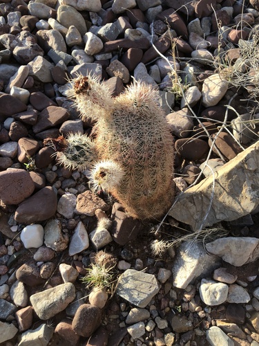 New Mexico Rainbow Cactus