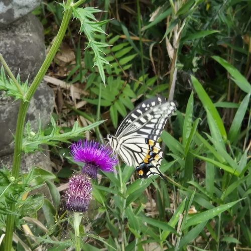 Chinese Yellow Swallowtail
