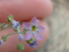 Gilia stellata