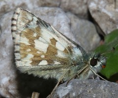 Pyrgus alveus