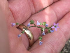 Gilia stellata