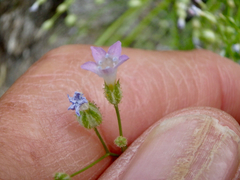 Gilia stellata