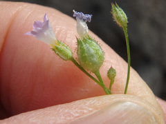 Gilia stellata