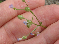 Gilia stellata