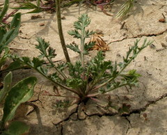 Papaver hybridum