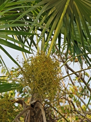 Thrinax