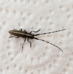 Agapanthia suturalis