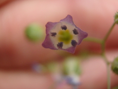 Gilia stellata