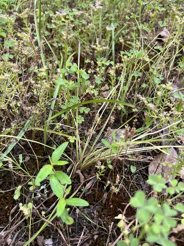Isoetes melanopoda, 2026-05-24