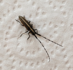 Agapanthia suturalis