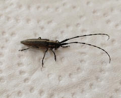 Agapanthia suturalis