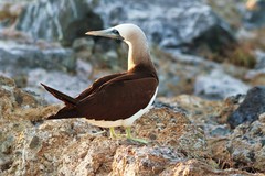 Sula leucogaster brewsteri