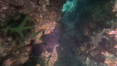 Epinephelus daemelii observed 2026-05-20