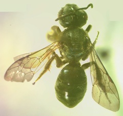 Augochlora nigrocyanea