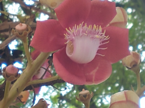 Cannonball Tree