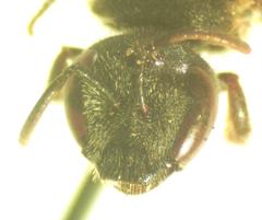 Augochlora nigrocyanea