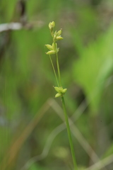 Carex loliacea