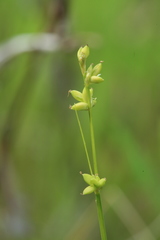 Carex loliacea