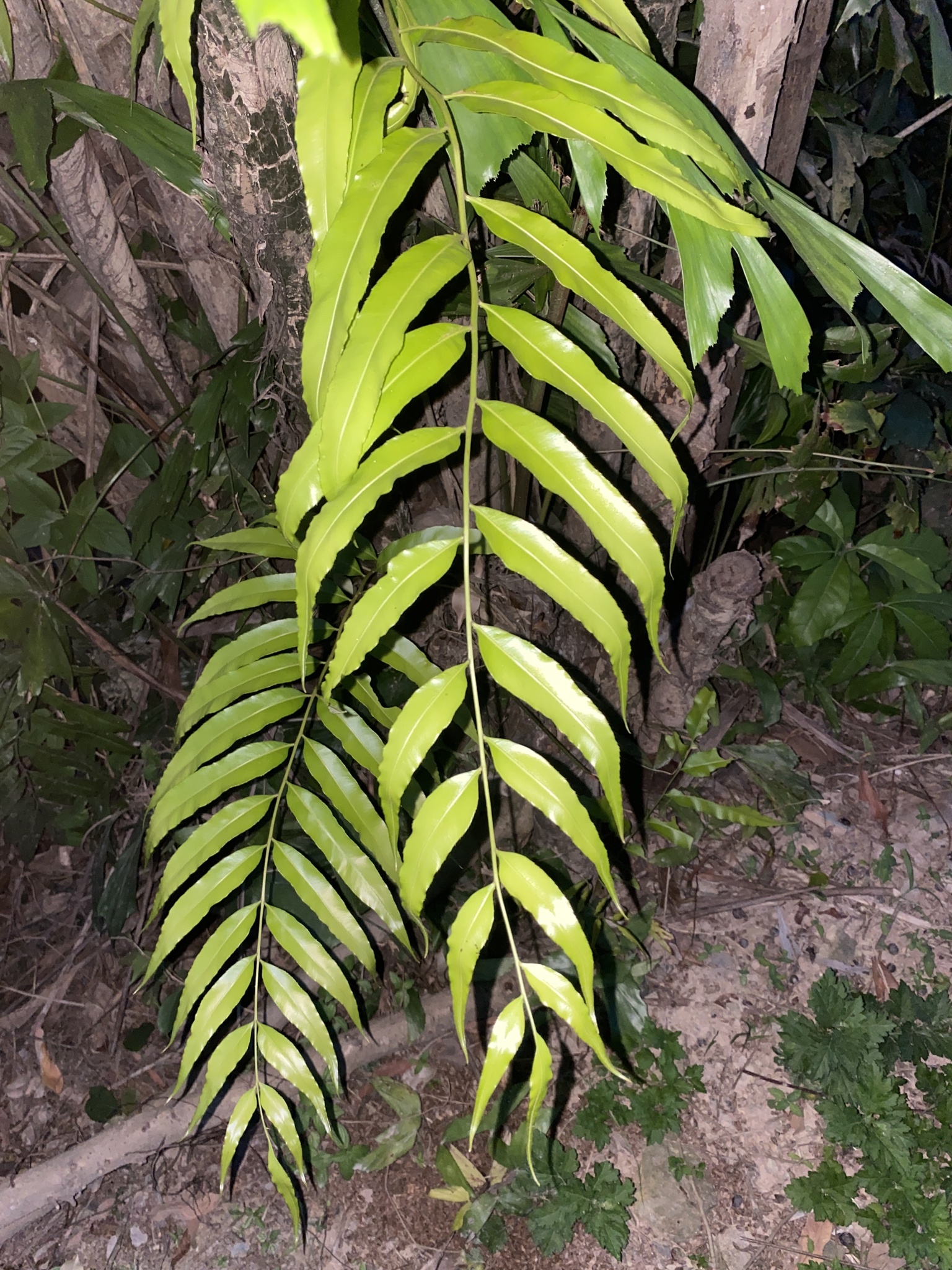 Dây choại — ảnh 3