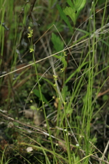 Carex loliacea