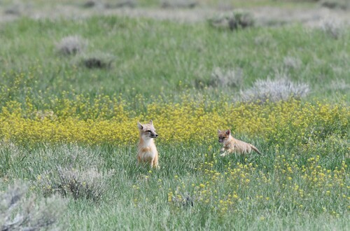 Swift Fox observed by toadfish