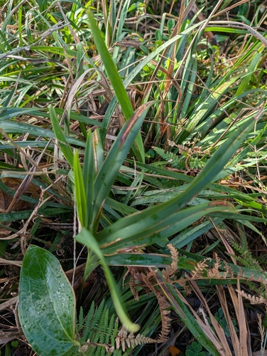 Dianella congesta, 2026-05-22