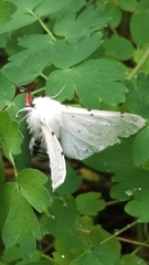 Spilosoma vestalis