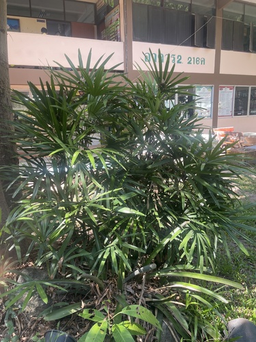 Variegated Croton