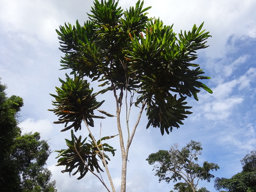 Lophira alata