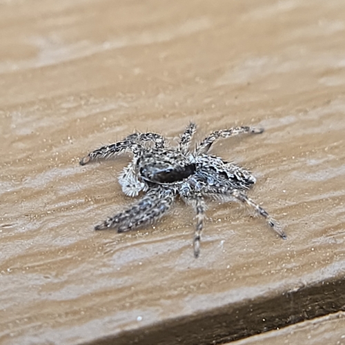 Kalifornische Plattspringspinne