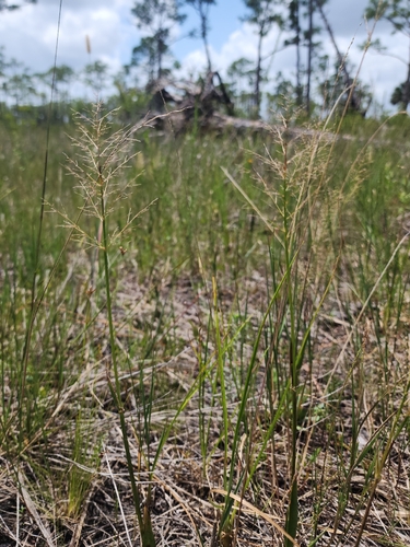 Dichanthelium erectifolium, 2026-05-27