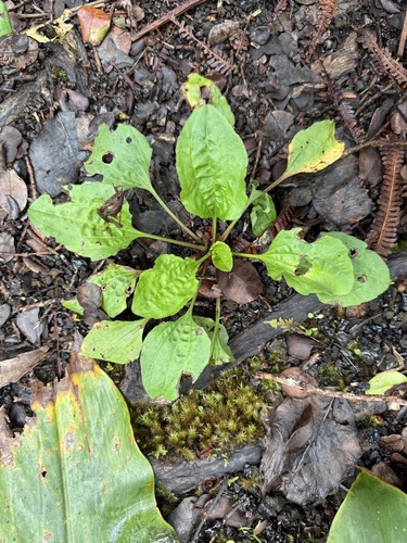 Chinese plantain (Plantago asiatica)
