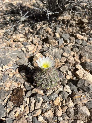 Warnock's Cactus