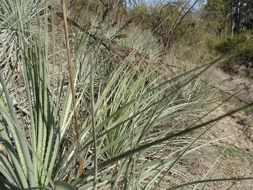 Puya coerulea, photograph 3