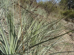 Puya coerulea, photograph (c) Jorge Muñoz Camadro, some rights reserved (CC BY)