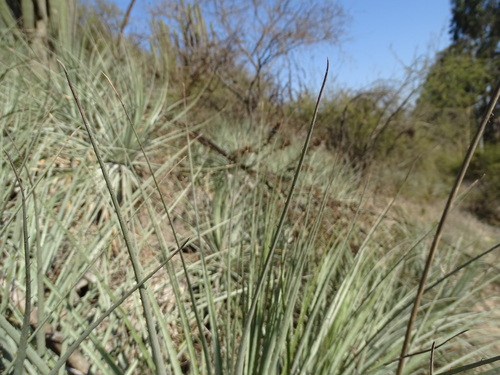 Puya coerulea, photograph 4