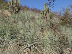 Puya coerulea, photograph (c) Jorge Muñoz Camadro, some rights reserved (CC BY)