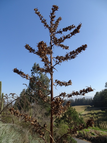 Puya coerulea, photograph 6