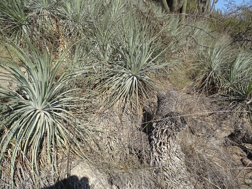 Puya coerulea, photograph 5