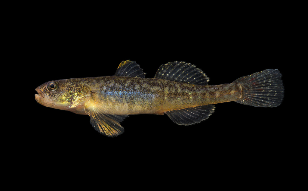 Tidewater Goby