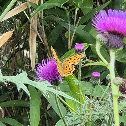 Polygonia c-aureum c-aureum