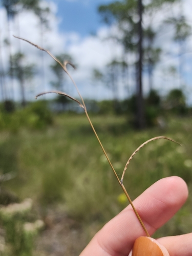 Paspalum praecox, 2026-05-27