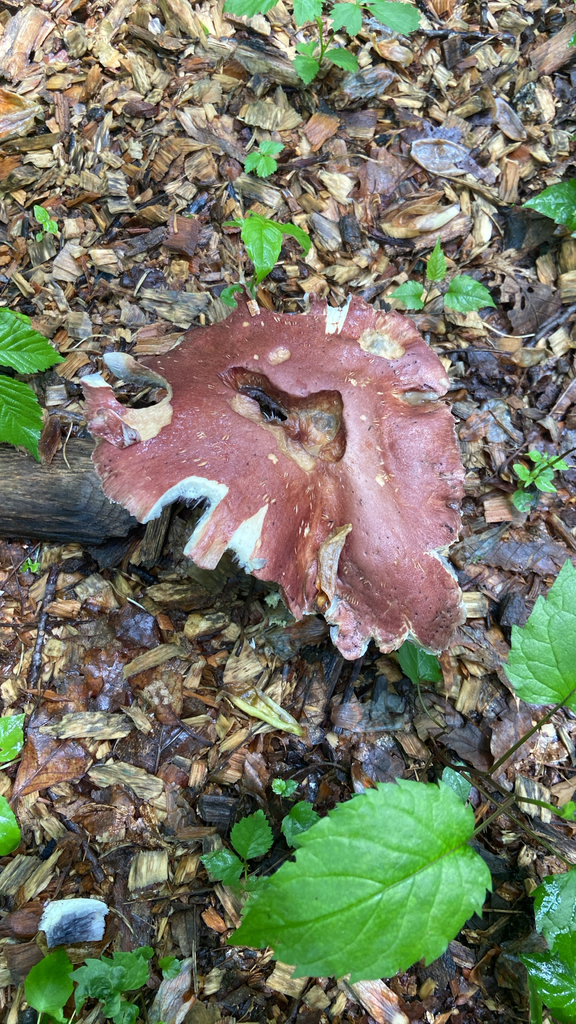 Wine-cap Stropharia · May 2026 · photo: Photo: no rights reserved · iNaturalist